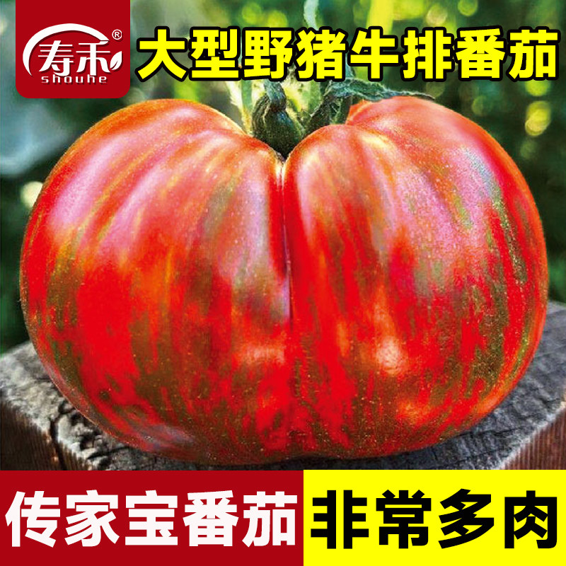 传家宝番茄种子大型野猪牛排盆栽阳台庭院老品种种籽蔬菜大西红柿