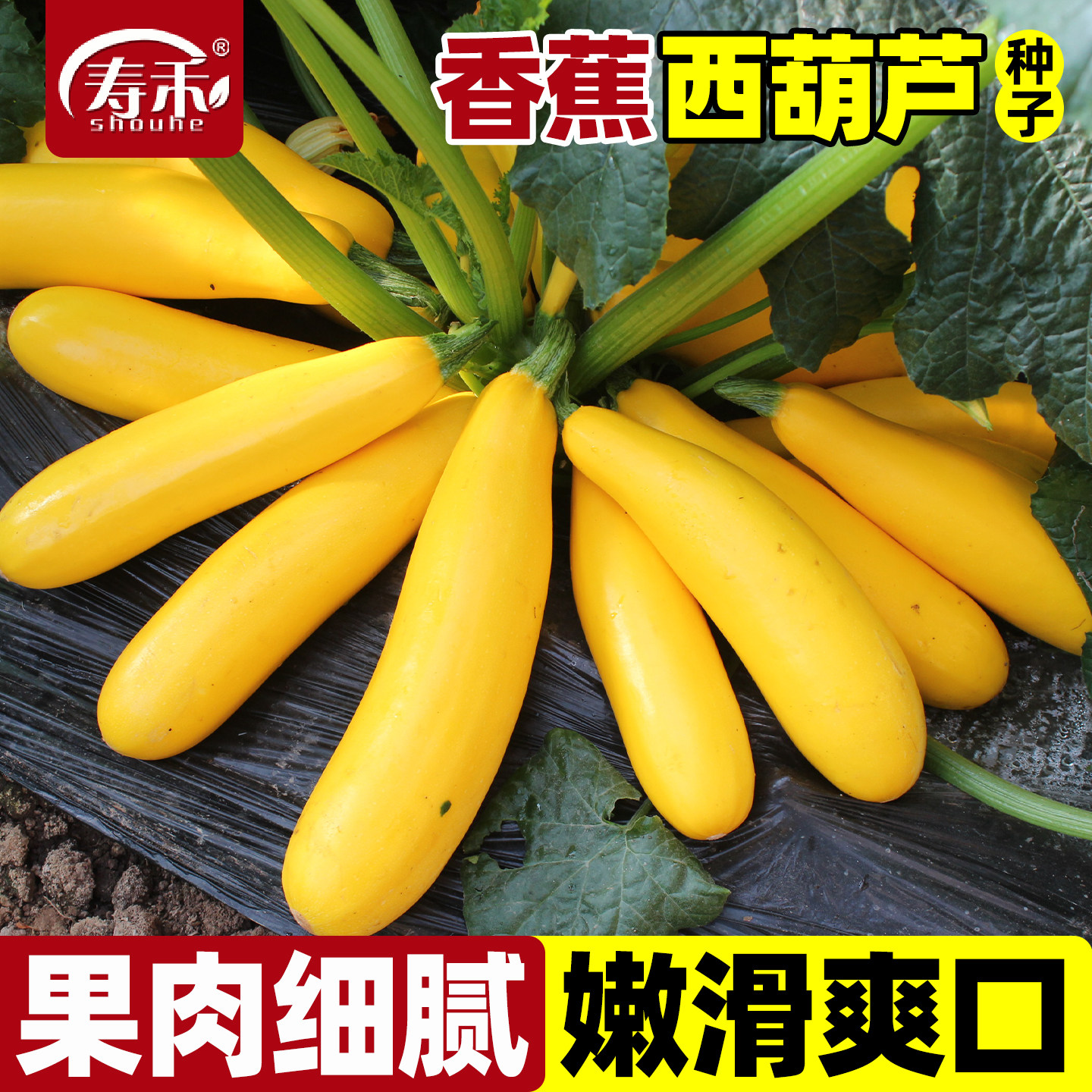 黄妍香蕉西葫芦种子苗四季南方蔬菜种籽孑瓜苗秧秧苗水果黄西胡芦