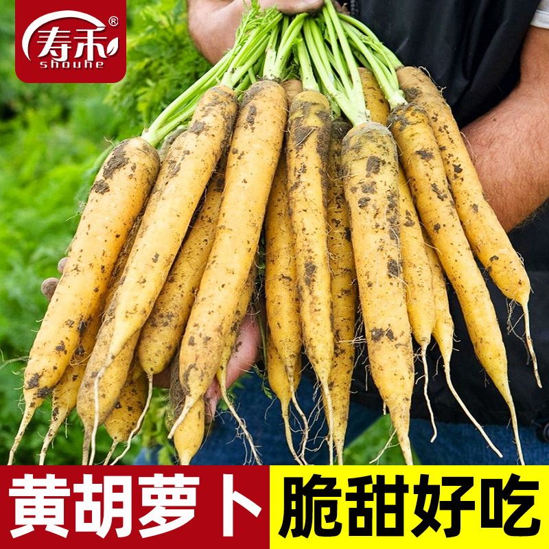 蔬菜黄色阳台四季胡萝卜种子