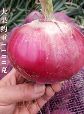 高产红皮洋葱圆葱种子种籽孑子特大洋葱王秋季紫色四季蔬菜紫皮