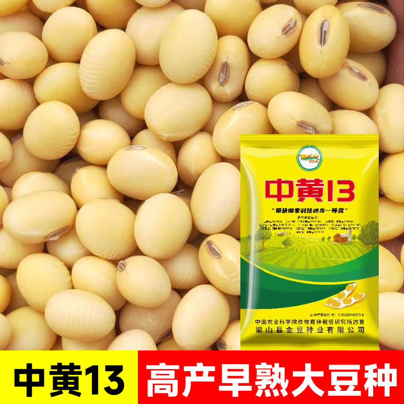 中黄13早黄豆种籽农家大豆种子高产特早熟发豆芽豆种大粒大全毛豆图片