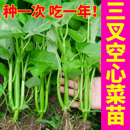 竹叶空心菜苗秧带土老品种三叉空心菜苗大叶柳叶蔬菜种子种籽