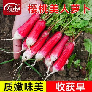 樱桃美人萝卜种子拇指水果种籽四季 阳台盆栽罗卜籽种蔬菜孑 秋季