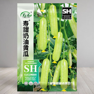 奶油白玉水果黄瓜种子苗白夏季 秧苗 盆栽秧秋青瓜小蔬菜种籽孑四季