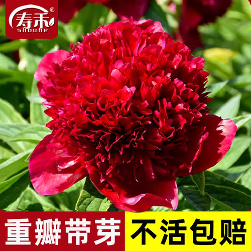 寿禾芍药花苗种根盆栽大花