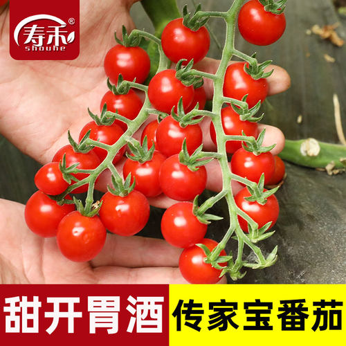传家宝小番茄种子甜开胃酒盆栽阳台庭院播种籽孑蔬菜高产西红柿