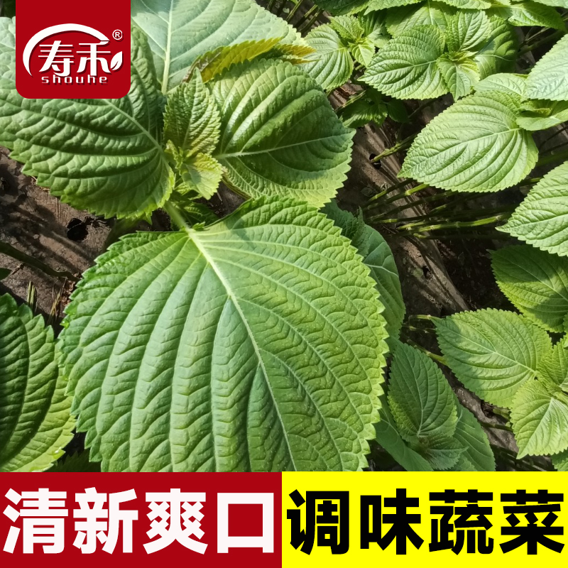 绿色紫苏种子紫苏叶种籽盆栽可食用种植四季籽种孑紫苏子苏子叶籽