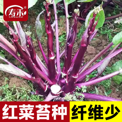 蔬菜种子南方冬季红菜苔