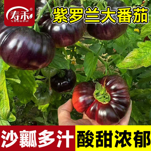 紫罗兰大番茄苗西红柿种籽四季高端蔬菜孑苗秧紫黑色水果圣女果