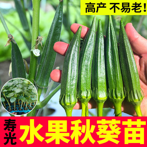 水果秋葵种子种籽孑苗春季蔬菜秧苗秋癸苗秧树苗黄秋葵大苗带土