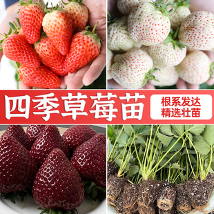 红草莓苗奶油草莓苗四季 结果种植苗带土白食用苗种秧种苗随珠