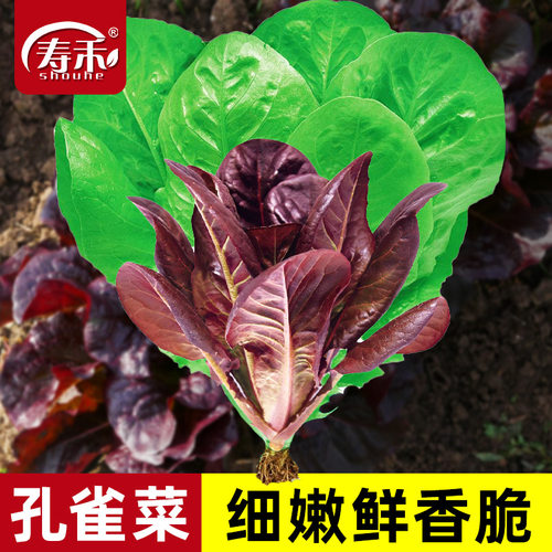 孔雀菜种沙拉生菜种子