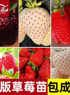 红颜章姬草莓苗带盆带土新苗四季盆栽秧食用秧苗牛奶种植大苗种