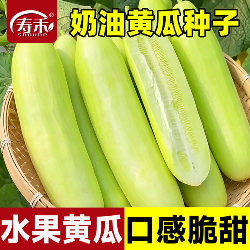 奶油白玉水果黄瓜种子苗白夏季本地秧秋青瓜小蔬菜种籽孑四季秧苗