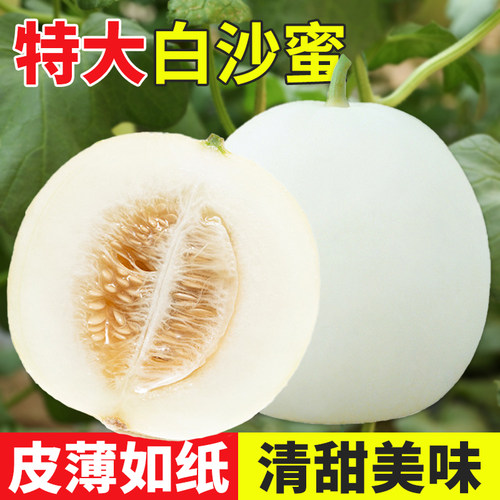 白皮甜瓜种子超甜特大白沙蜜种籽早熟高产白甜瓜籽种香瓜种蔬菜苗