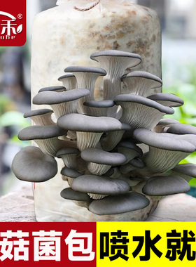 蘑菇菌包菌菇种植包平菇香菇灵芝磨菇种金针菇自种家庭家种