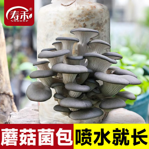 蘑菇菌包菌菇种植包种灵芝金针菇