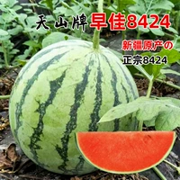 Цветная прививка хаки 8424 саженцы арбуза 5 деревьев