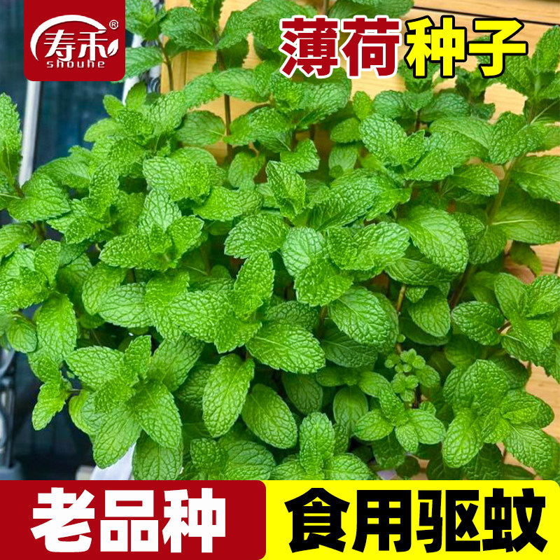 老品种食用驱蚊薄荷种子种籽室内植物草薄荷叶盆栽花卉猫薄荷籽种图片