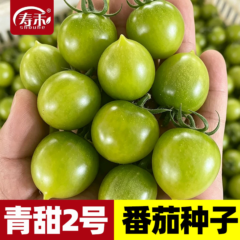 青甜2号绿色小番茄种子圣女果种籽四季高产西红柿种盆栽蔬菜种子