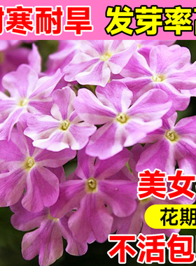 美女樱种子播种四季易种室内花卉种子阳台盆栽秋播庭院花籽