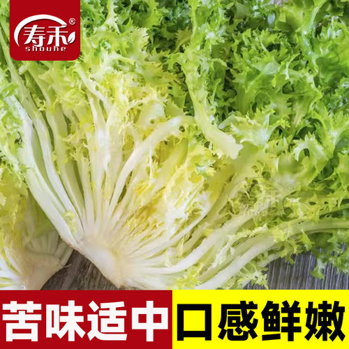 四季苦菊种子苗花叶苦菊菜籽种苦苣菜种籽秋季盆栽蔬菜种籽孑菜种