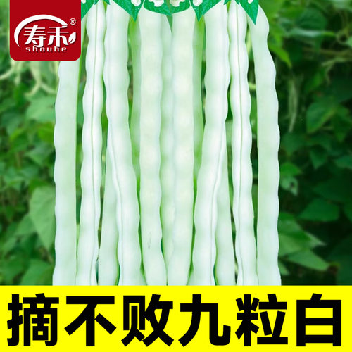 摘不败白不老九粒白芸豆种子苗秧四季豆种籽豆角架豆大全蔬菜孑