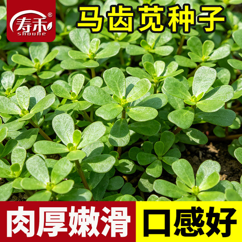 食用马齿苋种子种籽马芷苋籽种盆栽马苋菜蔬菜孑苋菜秋季青菜菜籽