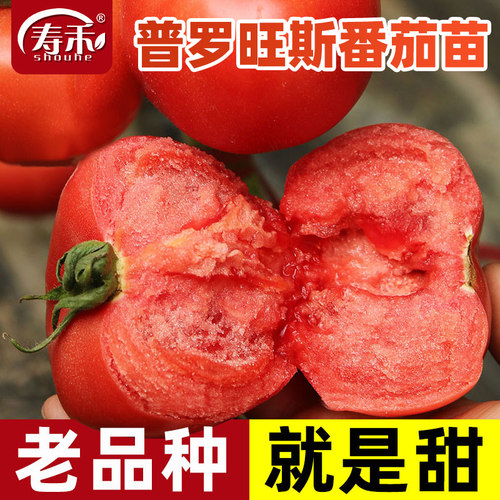 老品种番茄种子种籽普罗旺斯西红柿苗菜苗孑秧苗寿禾种业蕃茄苗树