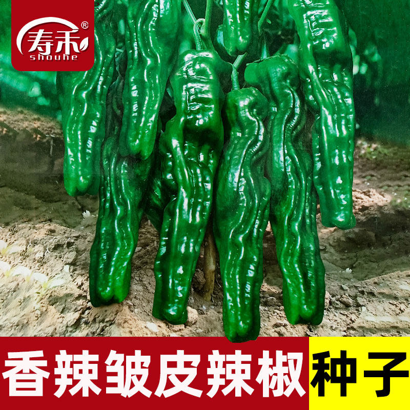 香辣皱皮辣椒种子薄皮辣椒麻辣椒种籽中辣四季种植盆栽籽种蔬菜孑,鲜花速递/花卉仿真/绿植园艺,家庭园艺种子,淘宝优惠券,粉丝福利购,淘宝优惠卷