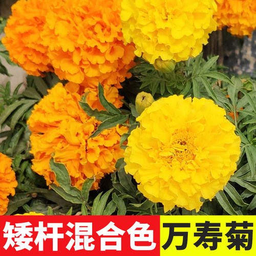 万寿菊花种子易活庭院盆栽寿禾