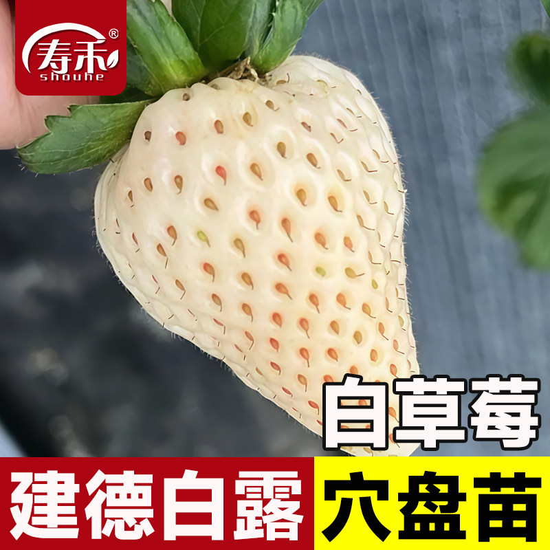 建德白露黑珍珠玄玉奶油草莓苗四季结果种植苗带土白苗种秧种苗