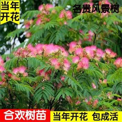 合欢树苗芙蓉树苗绒花树银叶金合欢花树苗树木庭院南北方种植盆栽