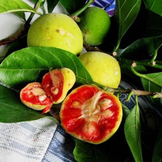 胭脂果苗可食用酸甜可口胭脂果树苗稀有水果苗桂木果狗果苗包邮