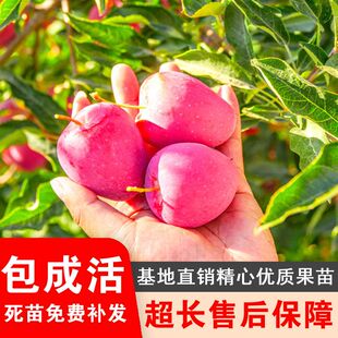 香妃海棠苹果树苗嫁接鸡心苹果苗抗寒小苹果鸡心果树苗南北方种植