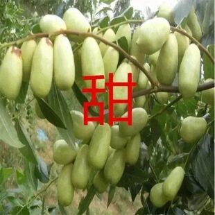 灵武长枣树苗冬枣子树新品种大枣蜜枣冰糖枣树果甜枣子树苗