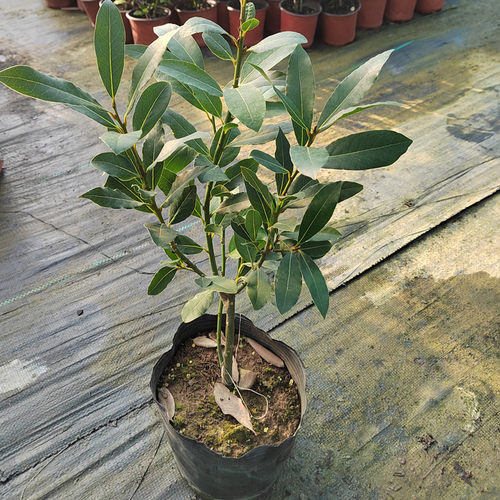 阳台庭院香叶树炖鱼炖肉卤肉常绿