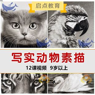 少儿童创意美术动物写实写生素描视频美术学习课件范画图片素材