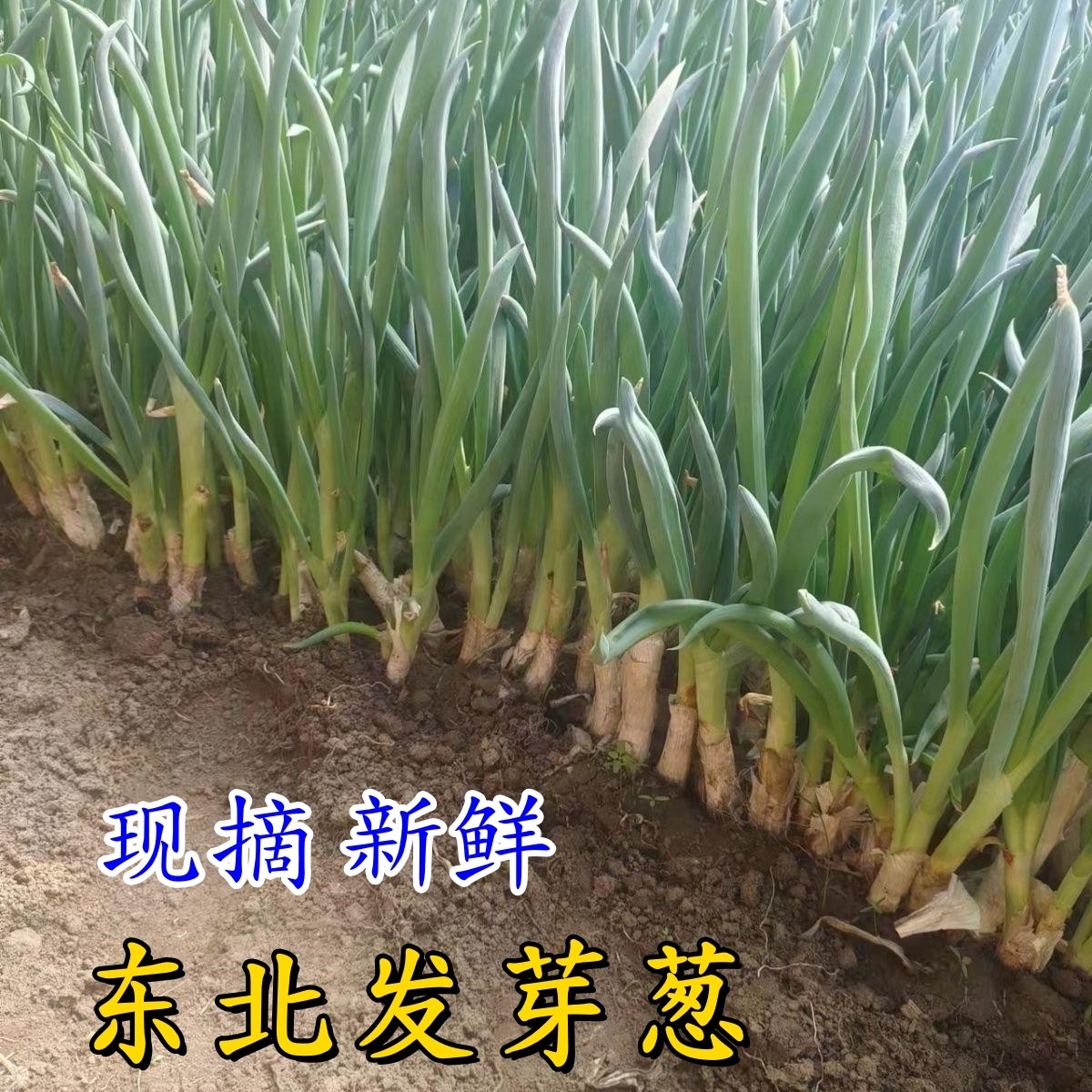 东北发芽葱当季新鲜大葱蘸酱菜农家菜园自种小葱打饭包葱现摘现发