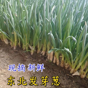 东北发芽葱当季新鲜大葱蘸酱菜农家菜园自种小葱打饭包葱现摘现发