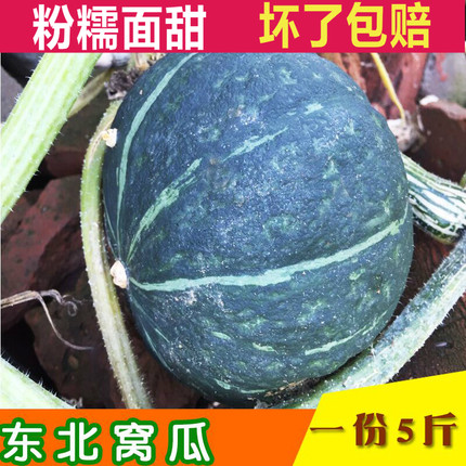 东北老窝瓜谢花面倭瓜南瓜新鲜蛋黄甜窝瓜宝宝辅食大贝贝南瓜包邮