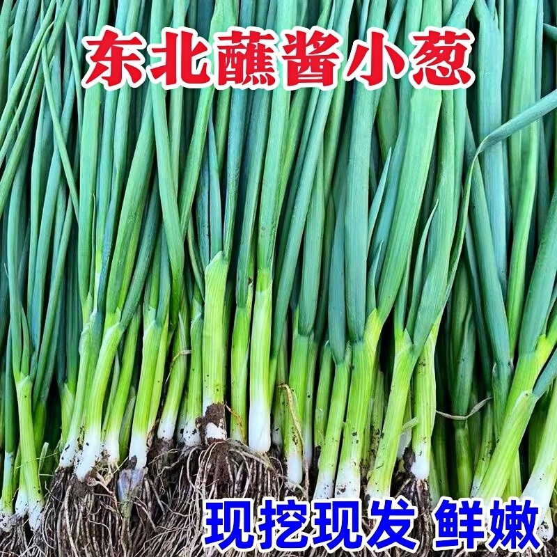 东北小葱蘸酱菜农家自种小香葱小水葱细葱新鲜嫩葱四季蔬菜生吃,水产肉类/新鲜蔬果/熟食,葱类,淘宝优惠券,粉丝福利购,淘宝优惠卷