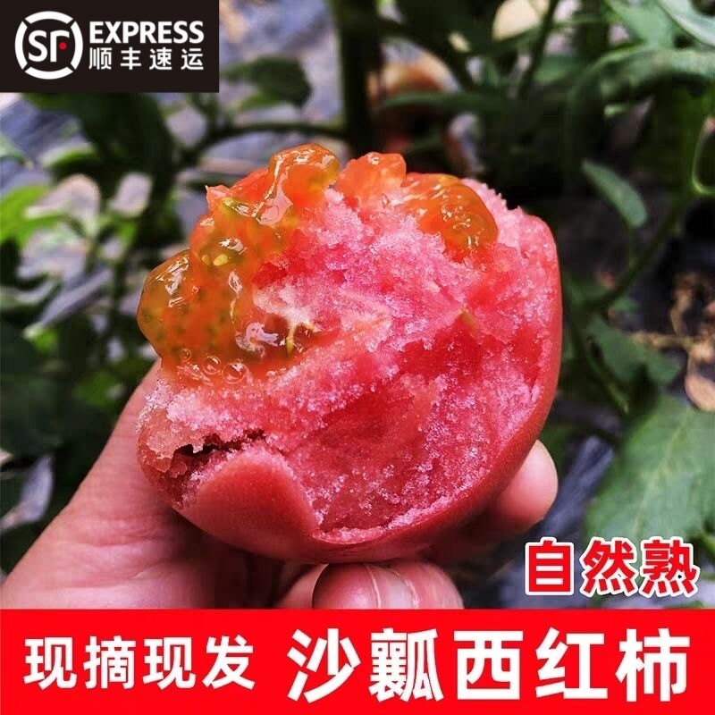 东北沙瓤西红柿自然成熟生吃