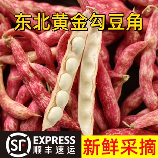 顺丰黄金勾新鲜勾勾黄油豆角东北特产鼓豆现摘红黄金沟翻白眼豆角