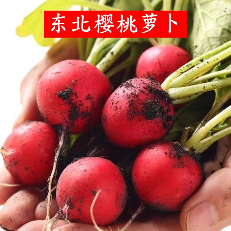 顺丰樱桃小萝卜东北红萝卜新鲜蔬菜水萝卜水果萝卜农家蘸酱菜带叶,水产肉类/新鲜蔬果/熟食,萝卜/胡萝卜,淘宝优惠券,粉丝福利购,淘宝优惠卷