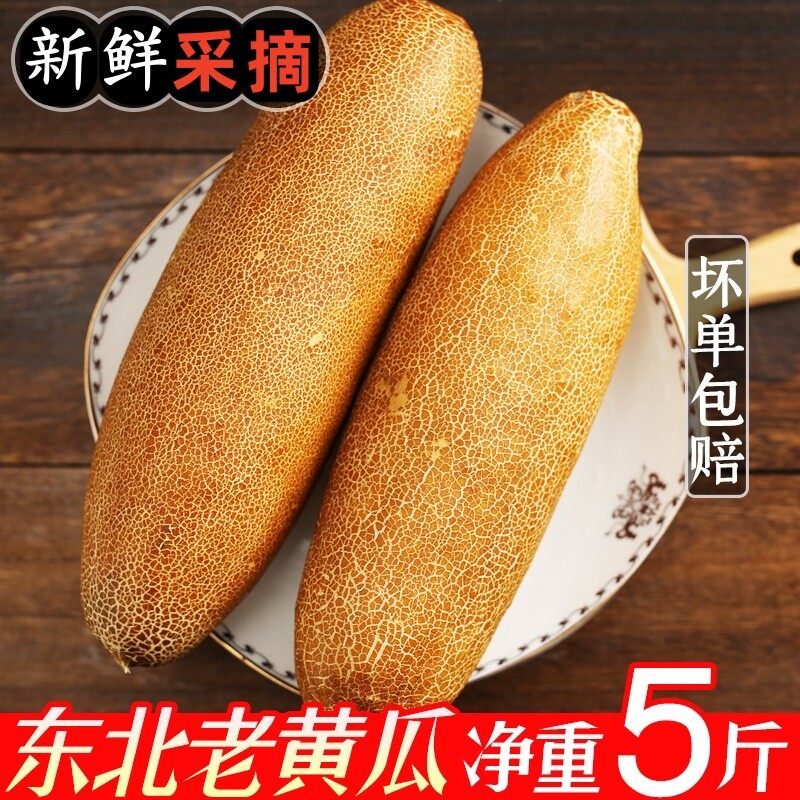 东北老黄瓜新鲜现摘麻皮黄瓜应季农家特产蔬菜炖汤凉菜开胃酸黄瓜