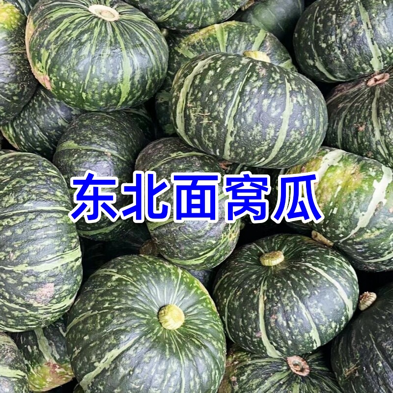 东北窝瓜农家谢花面窝瓜老式南瓜宝宝辅食粉糯倭瓜新鲜香甜面蔬菜