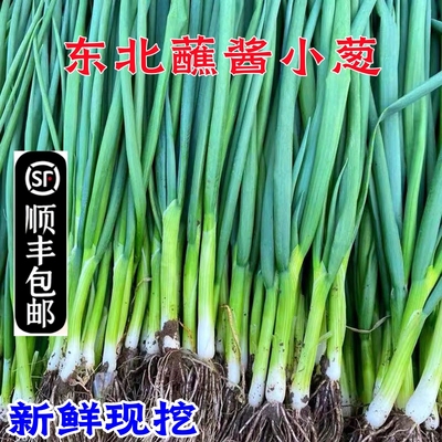 东北小葱蘸酱菜农家自种