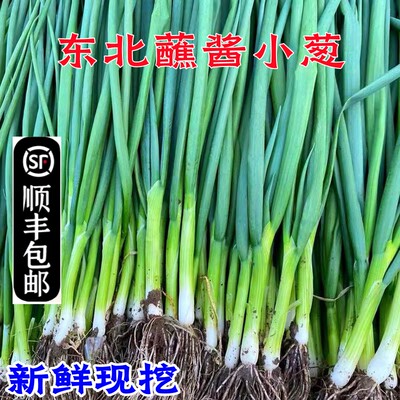 东北小葱蘸酱菜农家自种
