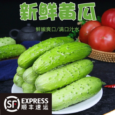 SF Express Transportation засухи огумберы Северо -восток огумбер